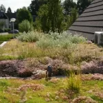 Onderhoud van een sedumdak: zo blijft jouw groene dak jarenlang in topconditie